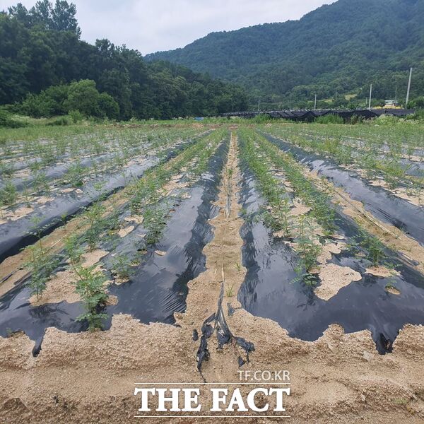 충남 금산군 부리면 소재 감초 재배단지 전경. /금산군