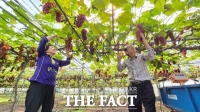  대전 산내농협, 델라웨어 포도 전국 첫 출하