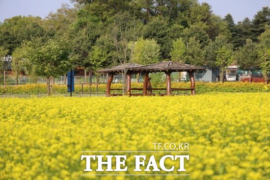 지난해 경기 양주시 소재 양주나리농원에 유채꽃이 만개한 모습. /양주시