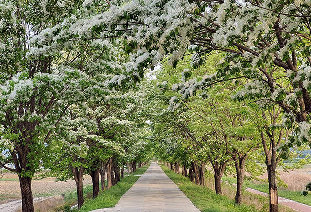 따뜻한 봄 날씨가 이어지면서 걷기 좋은 '이팝나무 가로수길'이 주목받고 있다. 사진은 충북 진천군 진천읍 신정교 이팝나무길/산림청