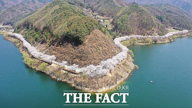 봉화 물야저수지 벚꽃길. /김성권 기자