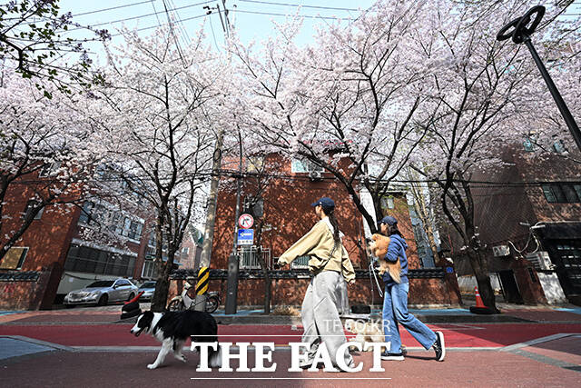 완연한 봄 날씨를 보인 3일 오전 서울 마포구 레드로드 R7 구역을 찾은 시민들이 반려동물과 함께 산책을 하고 있다. /김성렬 기자