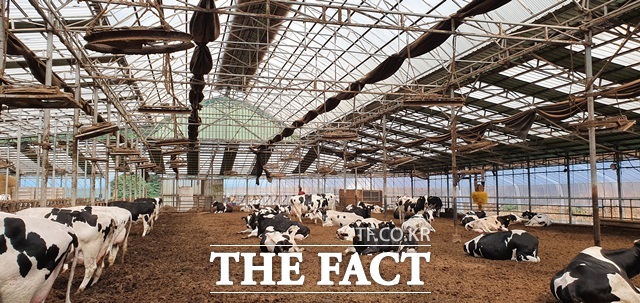 정부가 축사·도축장을 활용한 에너지 전환에 속도를 낸다. 신재생에너지 발전 시설을 도입하는 사업자를 우선 지원하고 가점을 부여할 계획이다./더팩트DB