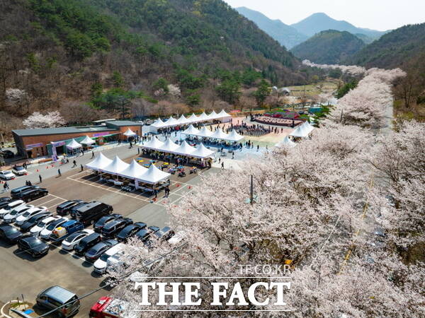 제25회 보곡산골 산벚꽃축제 현장 전경. /금산군