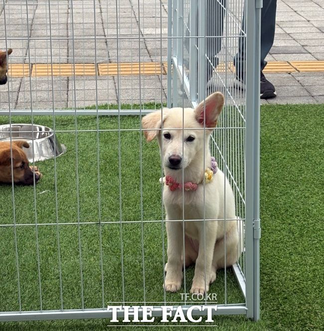 평택시 동물보호센터가 평택 꽃나들이 축제 중 운영한 홍보 부스에서 새 견주를 기다리던 유기견. / 평택시 동물보호센터