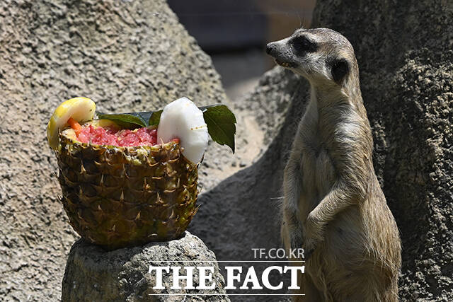 서울대공원은 동물 스트레스 완화를 위해 행동 풍부화와 훈련 기반 관리를 한다. 사진은 경기 과천시 서울대공원 동물원에서 미어캣이 사육사들이 준비한 특식을 먹고 있는 모습. /더팩트 DB