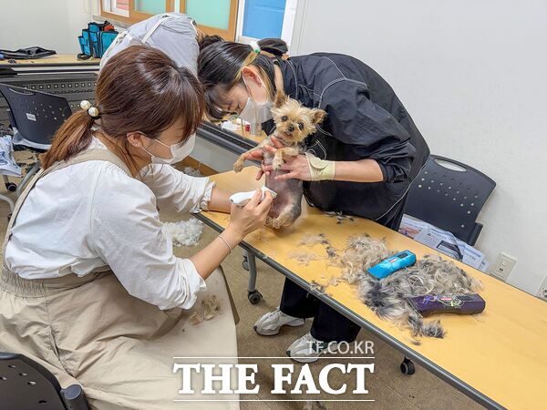 대전시 대덕구 반려동물 미용 전문 봉사단 '리루'가 20일 중리종합사회복지관에서 저소득 가구 반려동물 15마리를 대상으로 무료 미용 봉사활동을 진행했다. /대덕구