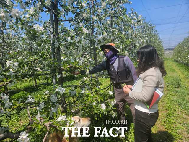 당진시 사과꽃 만개 과수원 농약 안전 사용 현장 지도 장면. /당진시