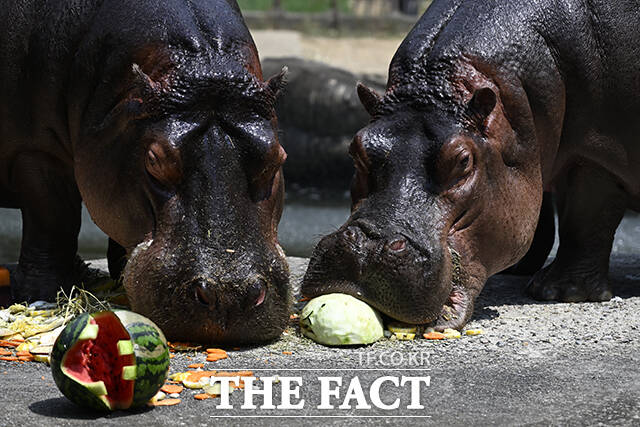 서울대공원은 매일 안전 미팅, 울타리 점검을 실시하며 반기별 각 1회씩 연 2회 유실 모의훈련을 실시한다. 사진은 경기도 과천시 서울대공원 동물원에서 하마들이 사육사들이 준비한 특식을 먹고 있는 모습. /더팩트 DB