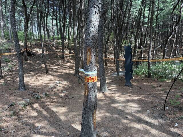 서울시가 북한산 소나무재선충병 재발생에 따른 긴급방제에 나선다고 22일 밝혔다. 사진은 감염옥 모습. /서울시