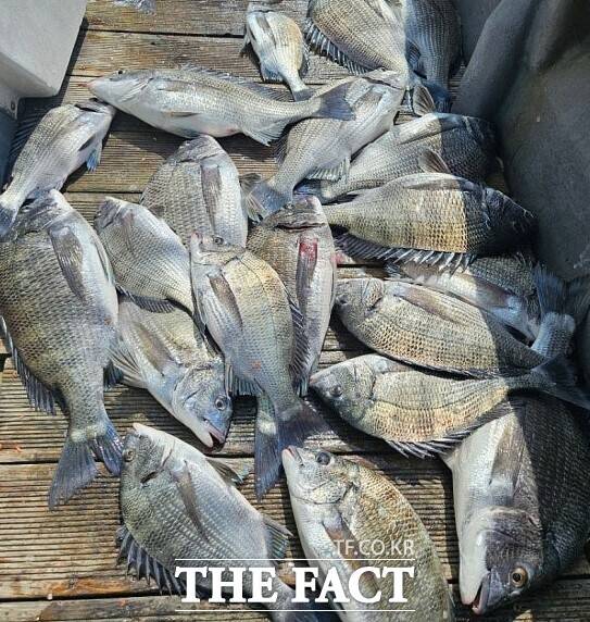 최근 산란철을 맞아 연안에서 포획된 감성돔. /낚시동호회 제공