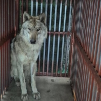  늑구는 왔지만 동물원은 멀었네…