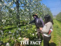  당진시, 사과 적과제 안전 사용 주의보