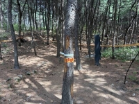  북한산 소나무재선충병 재발생…긴급방제 추진