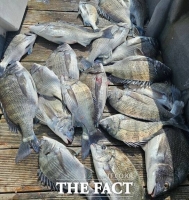  바다 어류 산란기에 금어기 지정, 과연 시기적절한가