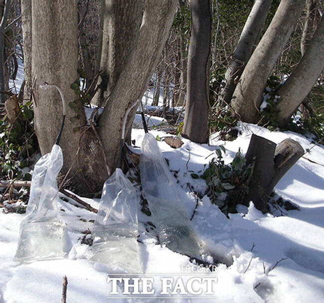 최고 적설량을 자랑하는 울릉도에서 자생하는 우산고로쇠 수액채취모습 /김성권 기자