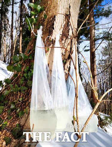 우산고로쇠 수액 채취 모습 /김성권 기자
