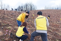  한샘, 산불 피해 경북 안동에 산벚나무 1500그루 식재