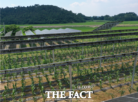  순천 기업 '파루', 영농형 태양광 수익성 높이는 방법 찾았다