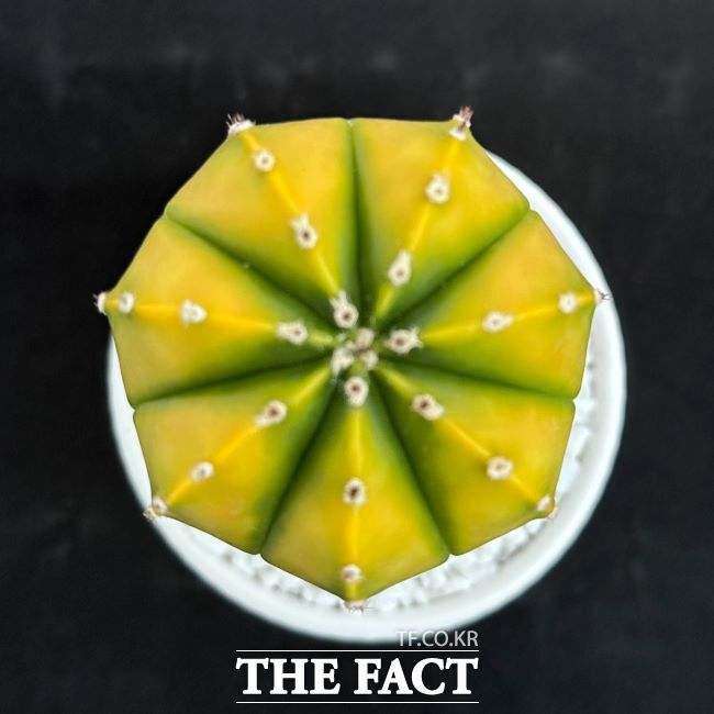 골드아이. /경기도농업기술원