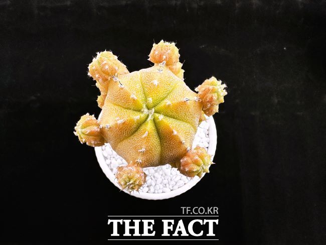 샤이스타. /경기도농업기술원