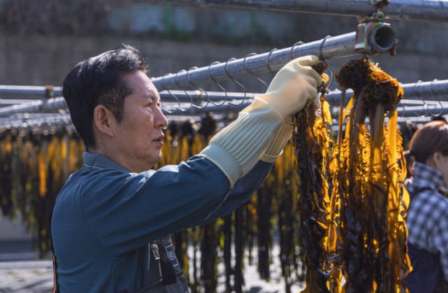 정청래 더불어민주당 대표가 지난 15일 오후 부산 기장군 해조류 건조 작업장에서 현장 체험을 하고 있다. /더불어민주당
