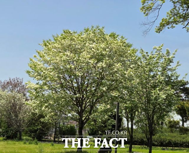 전남 광양 유당공원. 500년 세월을 견딘 이팝나무가 만개를 기다리고 있다. /김영신 기자