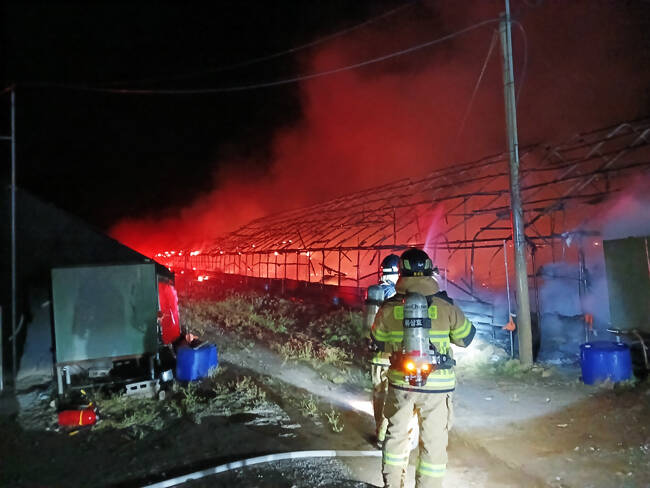 24일 오전 3시 8분쯤 경북 의성군 안평면의 한 양계장에서 불이나 병아리 약 1만 500수가 폐사했다. /경북소방본부