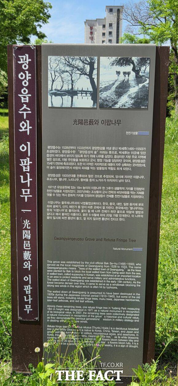 광양읍수와 이팝나무에 대해 알려주는 안내판. /김영신 기자