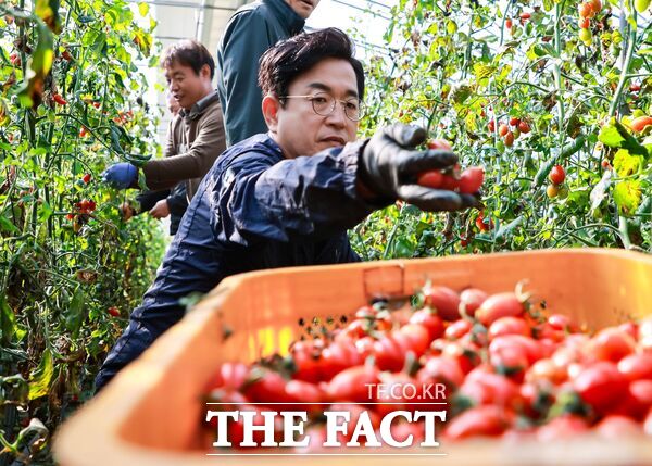 허태정 더불어민주당 대전시장 예비후보가 25일 대전 유성구 송정동에 위치한 약 3000평 규모 토마토 농장을 방문해 수확 작업을 함께하고 있다. /허태정 예비후보