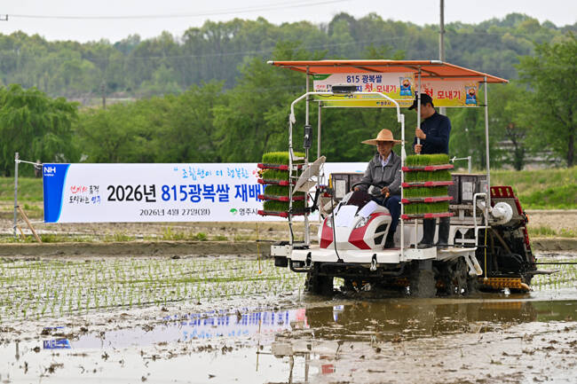 영주시는 안정농협과 함께 27일 8·15광복쌀 재배단지 첫 모내기 행사를 진행했다. /영주시
