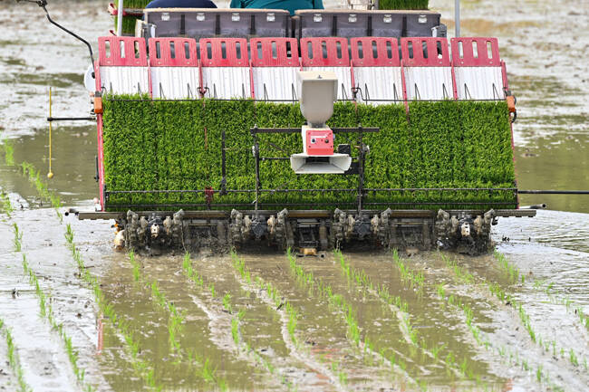 이앙기를 사용해 모를 심고 있다. /영주시