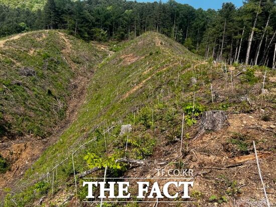 경기 가평군이 추진하는 조림 및 숲가꾸기 사업 대상지 모습 /가평군