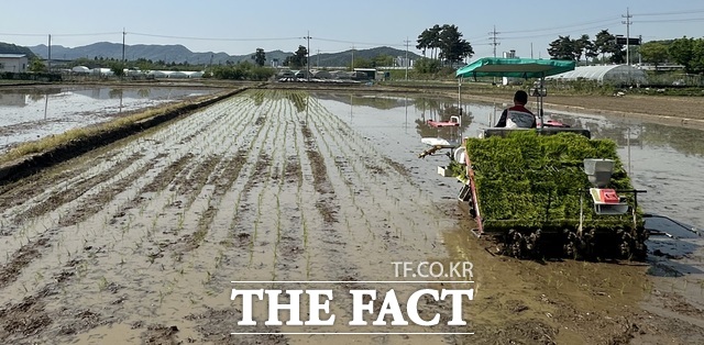 고령군 대가야읍은 27일 본관리 일대에서 올해 첫 모내기를 실시, 본격적인 벼농사 시즌에 돌입했다. 이날 첫 모내기를 한 김도중 농가는 총 15ha 규모의 벼 재배 농가로 친환경 농산물 인증을 받아 자체 브랜드 자연과학 7℃를 운영하고 있다. /고령군