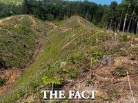  가평군, 455ha 규모 조림 및 숲가꾸기 사업 추진…14억 원 투입