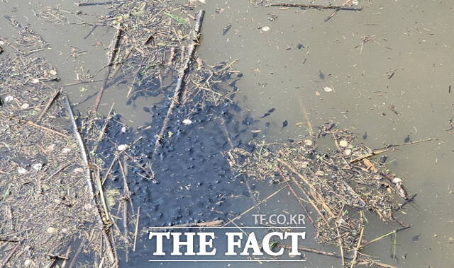 천안시 용연저수지에 조성된 묵논습지에서 두꺼비 산란과 올챙이 서식이 확인됐다. /천안시