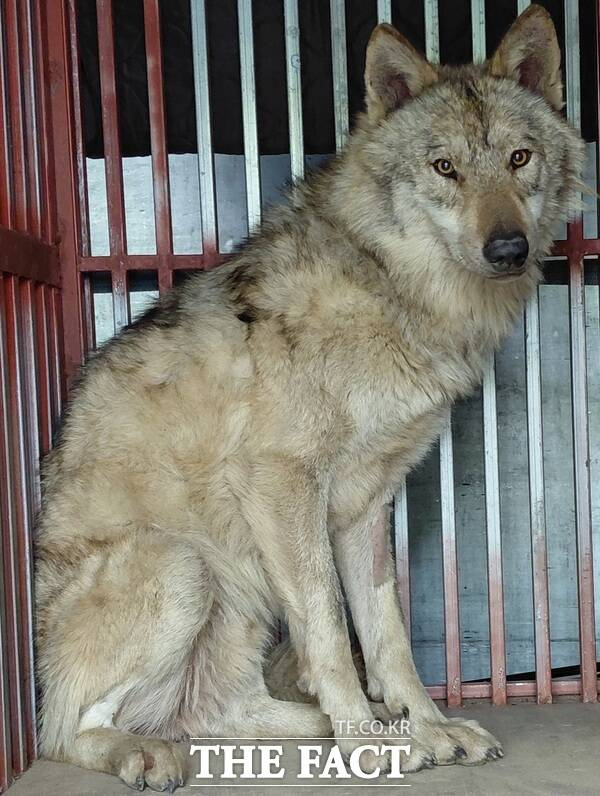 28일 대전 오월드 공식 SNS와 커뮤니티에는 갑작스러운 휴장 소식에 당혹감을 감추지 못하는 댓글이 이어지고 있다. 발단은 지난 20일 금강유역환경청이 내린 동물원 시설(주랜드) 사용 중지 조치 명령이다. 사진은 포획 후 회복 중인 늑구의 모습. /대전 오월드