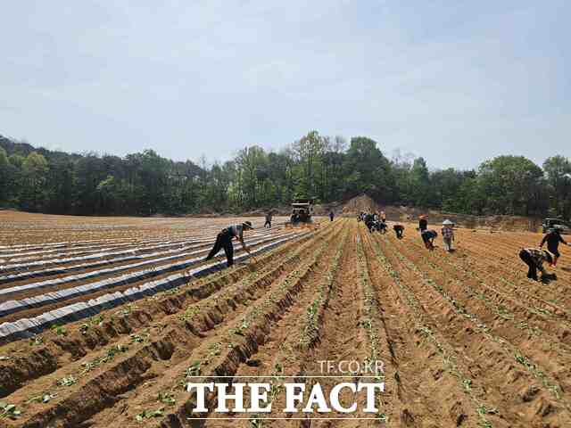 당진 지역 대표 명품 고구마인 '당진호풍 호풍미' 정식 작업이 본격적으로 시작됐다. /당진시