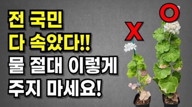 가드닝랩 - 원예용품 연구소는 재배 방법 비교와 실험 중심의 콘텐츠로 초보자들의 식물 관리 실패 확률을 낮춰준다. /유튜브 채널 가드닝랩 - 원예용품 연구소 영상 캡처