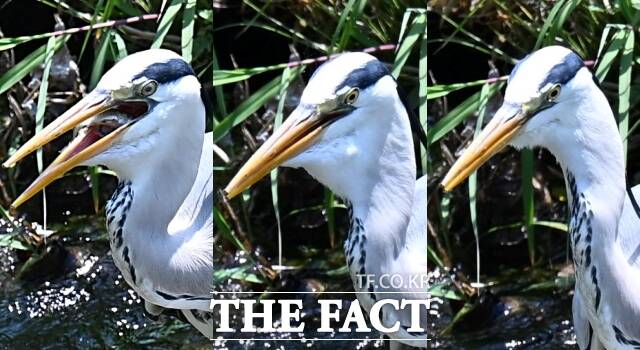 순식간에 '꿀꺽'