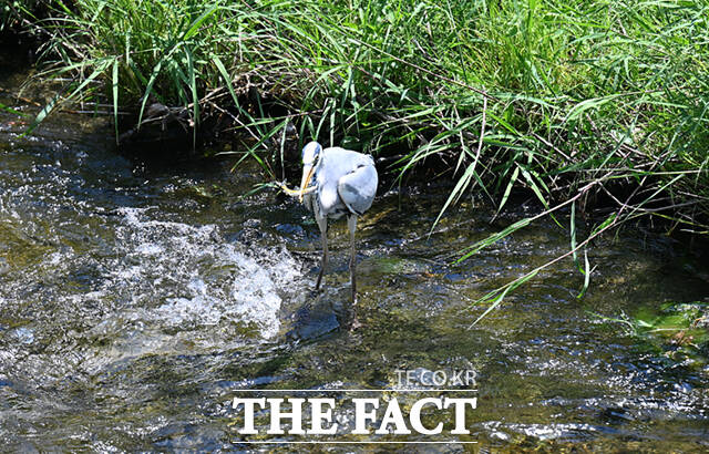 왜가리 한 마리가 청계천에서 제법 실한 크기의 물고기를 건져 올리고 있다.
