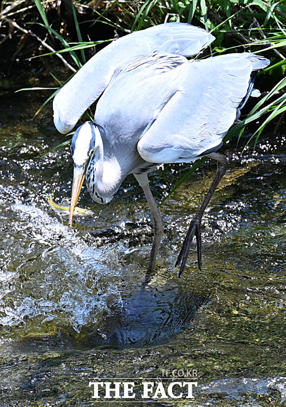 30일 서울 종로구 청계천에서 왜가리 한 마리가 물고기 사냥을 하고 있다. /이새롬 기자