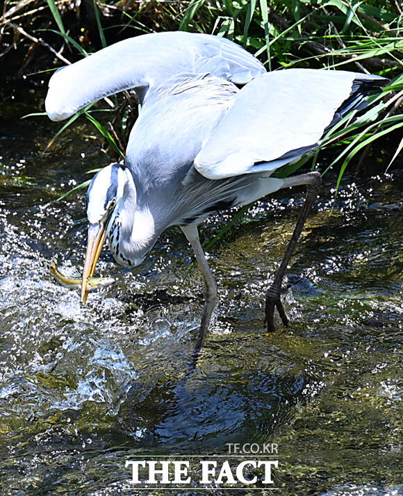 왜가리는 물가에서 한 발을 내미는 듯 서서 기다리다가, 짧은 순간에 목을 뻗어 뾰족한 부리로 먹이를 낚아챈다.