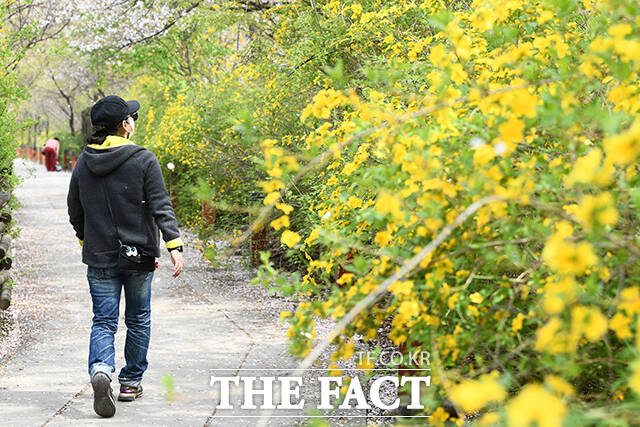 노동절이자 금요일인 1일 아침까지 남부지방을 중심으로 비가 내리는 곳이 있겠다. 오전 중 하늘이 맑게 갠 뒤 낮 최고기온이 26도까지 올라 포근한 날씨를 보이겠으나, 큰 일교차에 유의해야겠다. /서예원 기