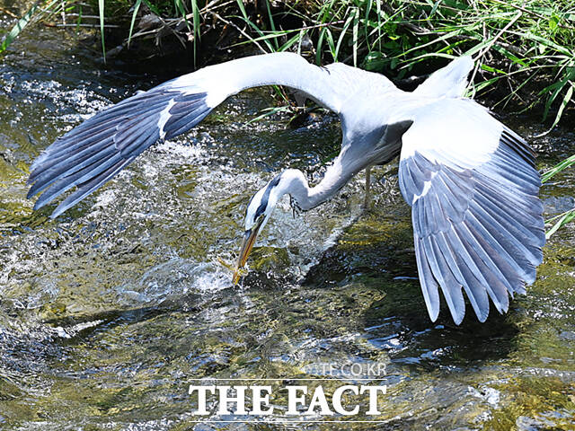 왜가리가 양날개를 한껏 치켜올려 먹이 사냥을 하고 있다.