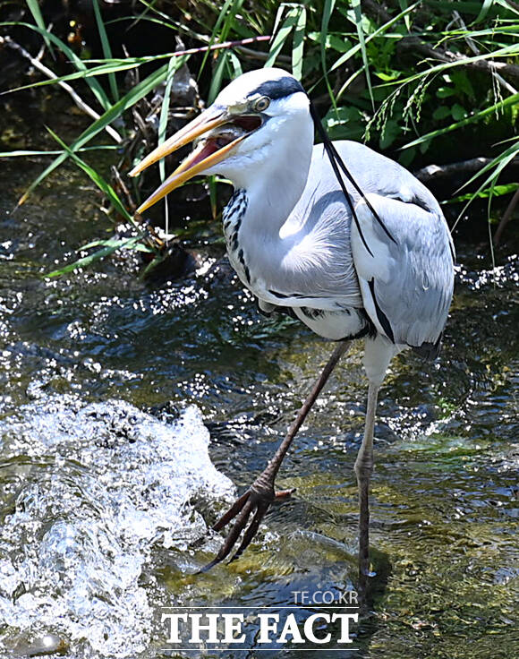 그렇게 잡은 물고기는 입속으로~
