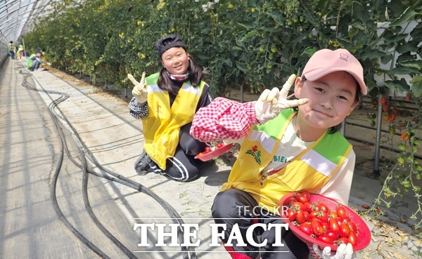 대전시자원봉사센터는 가족이 함께 참여하는 농촌 일손 돕기 봉사활동 '토닥토닥 마음을 나누는 토마토 수확 봉사 day'를 10일 대전시 서구 용촌동 소재 토마토 농가에서 펼쳤다. 참여한 아이들이 수확의 기쁨을 함께하고 있다. /대전시자원봉사센터