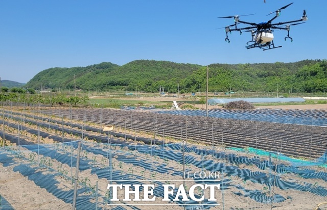 대구시 군위군과 경북대학교가 기후변화로 확산하는 고추 탄저병에 대응하기 위해 친환경 미생물과 드론 기술을 결합한 현장 실증에 나섰다. /군위군