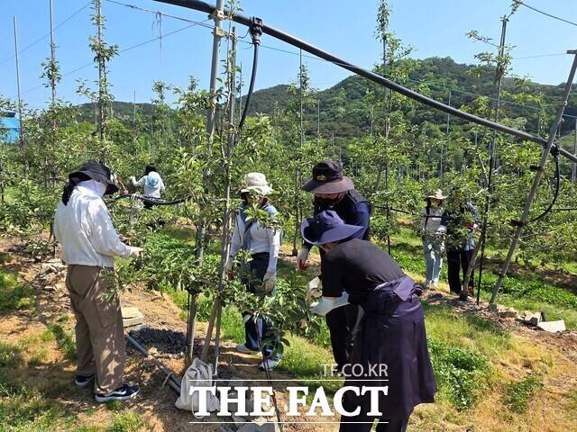 15일 충남도 대변인실 직원들이 예산군 봉산면의 한 사과 재배 농가를 찾아 농촌 일손돕기 활동을 하고 있다. /충남도