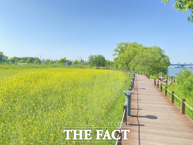 당진 삽교호관광지 호수공원 유채꽃 단지 전경. /당진도시공사